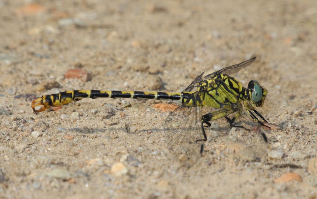 Onychogomphus forcipatus